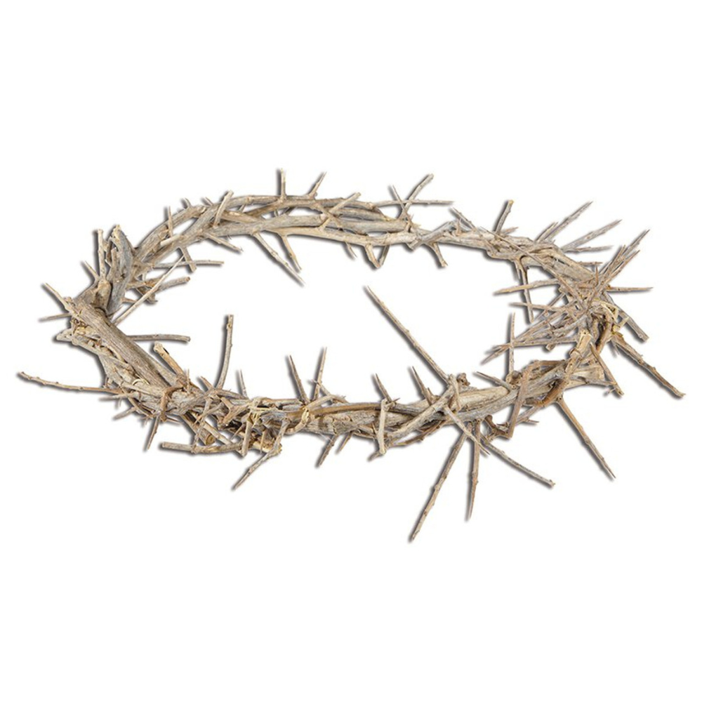 11" Crown of Thorns