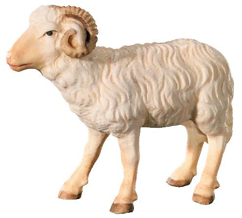 Ram in Maple Wood