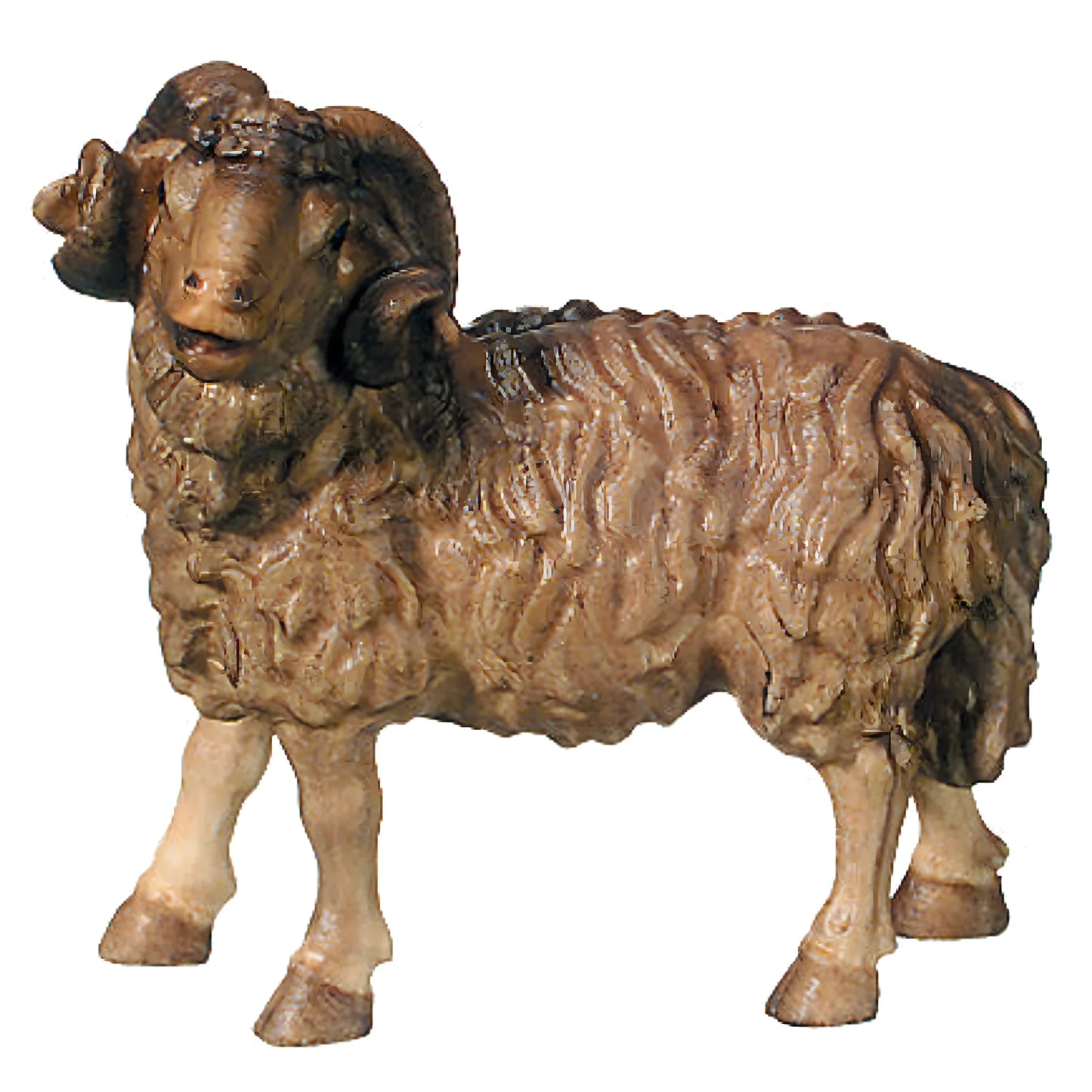 Ram - Maple Wood