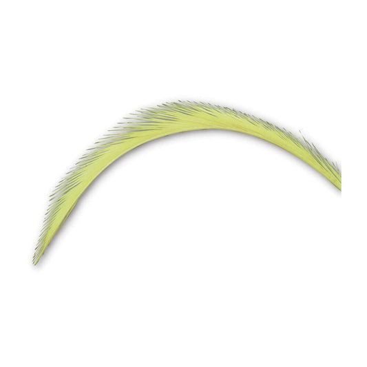 Fresh Palm Branches