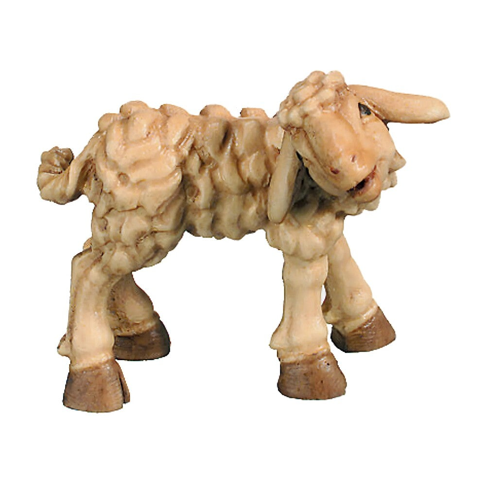Lamb - Maple Wood