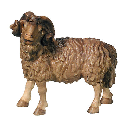 Ram - Maple Wood