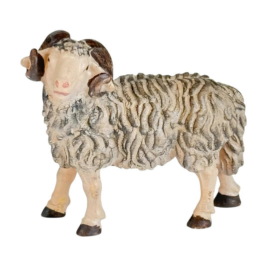 Ram - Maple Wood