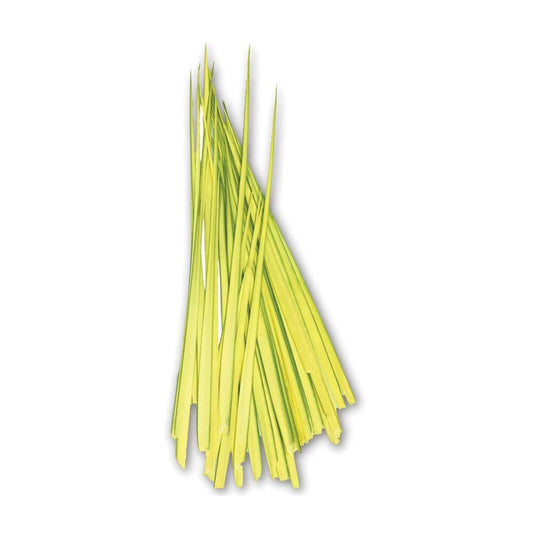 Fresh Cut Palm Leaves