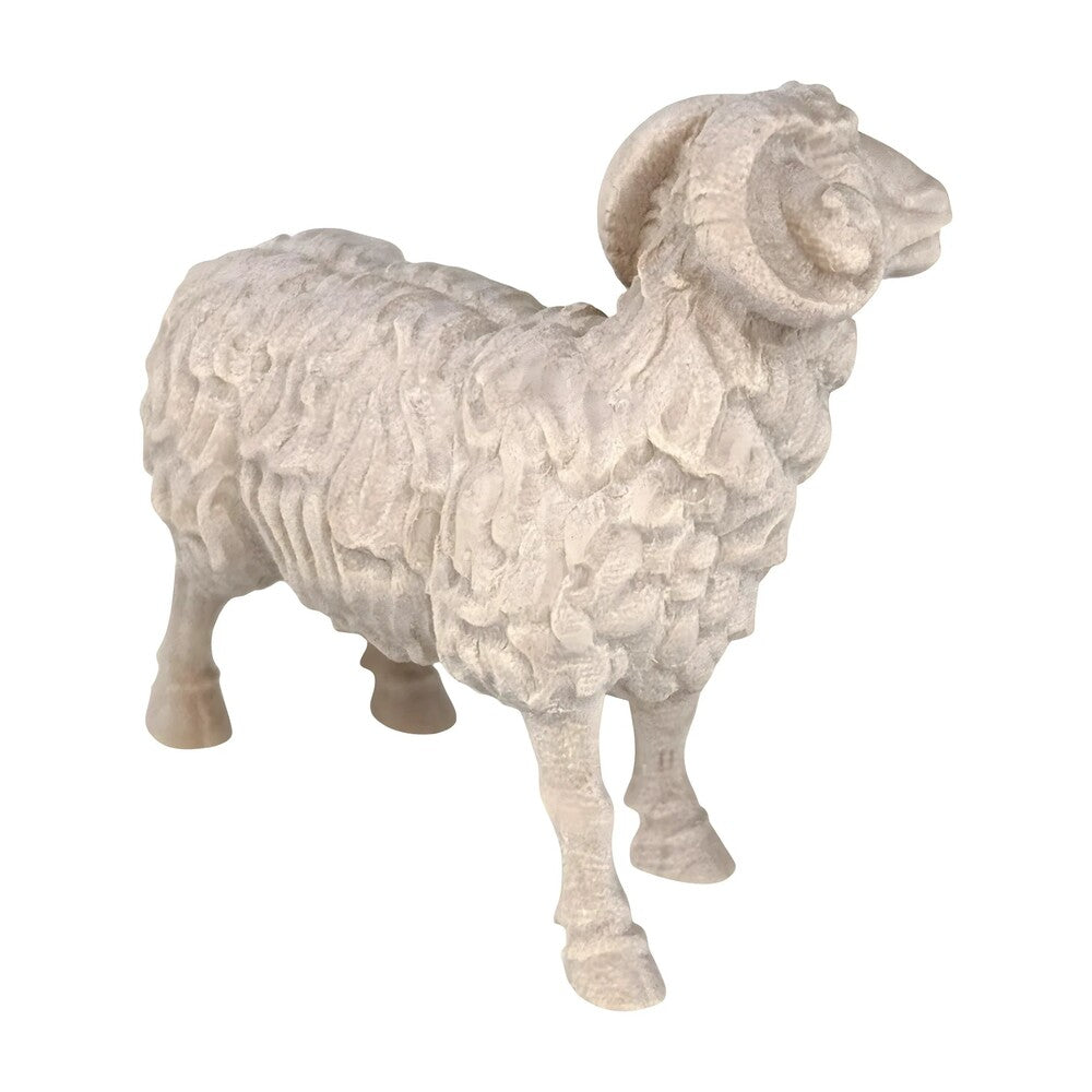 Ram - Maple Wood